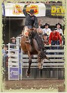 calgary stampede