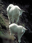 mountain goats