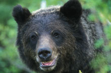 grizzly bear - cari