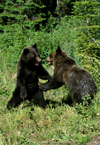 grizzly bears playing - cari and boo