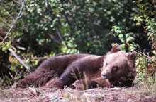grizzly bear