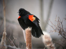 bird spotting - red winged black bird