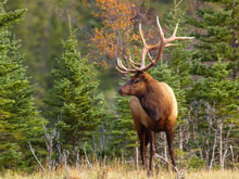 stag elk
