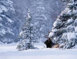 stag elk