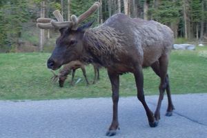 elk crossing the bow valley parkway