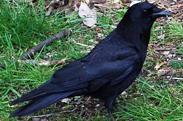 american crow