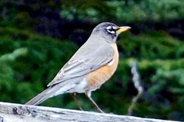 birds - canadian rockies