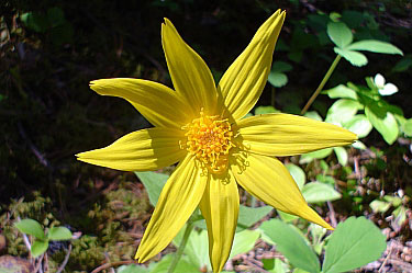 arnica