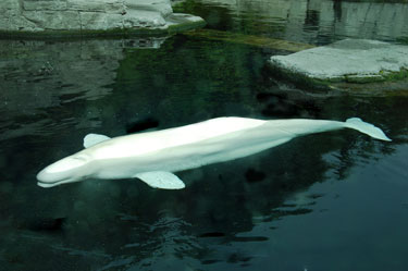 beluga whale (vancouver aquarium)