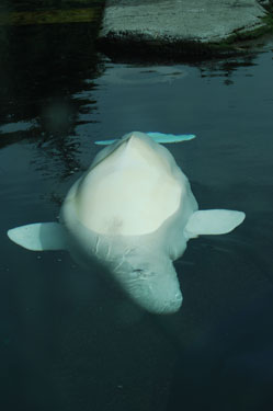 beluga whale (vancouver aquarium)