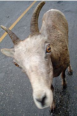 big horn sheep - ewe