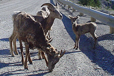 big horn sheep (ewes)