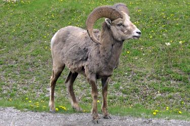 big horn sheep (ram)