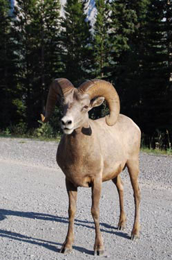 big horn sheep - ram