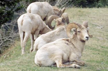 big horn sheep