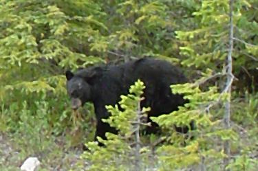 black bear cub