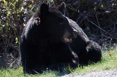 black bear