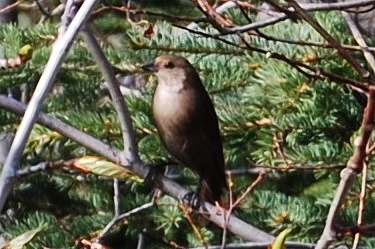 brown-headed cowbird (female)