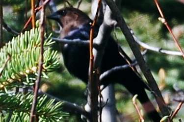 brown-headed cowbird (male)