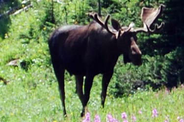 bull moose