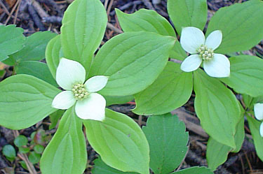bunch berry (dwarf dogwood)