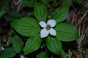 bunch berry (dwarf dogwood)