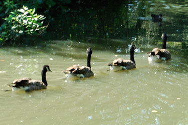 canada geese