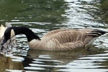 canada goose