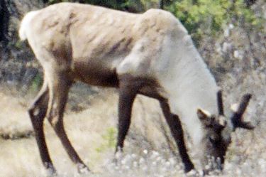 caribou/reindeer (stag/buck)