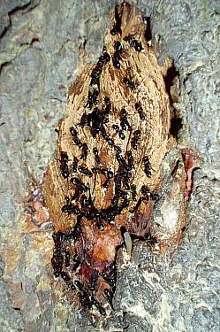 carpenter ants