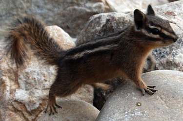 lesser chipmunk