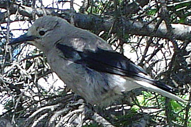clark's nutcracker