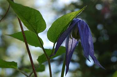 blue clematis (buttercup family)