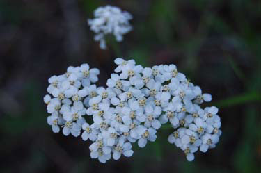 columbian hawthorn