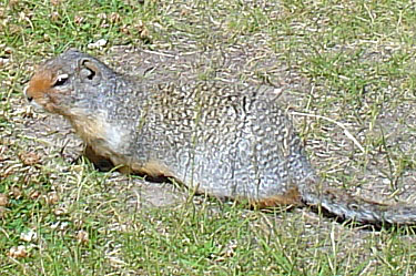 columbian ground squirrel