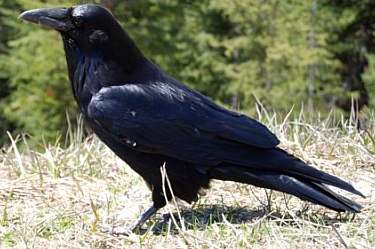 common raven