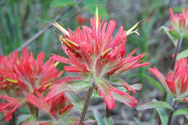 common red paintbrush