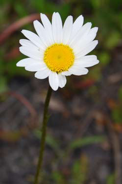 yellow dryas/yellow mountain avens