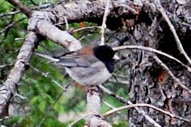 dark eyed junco