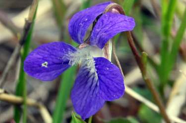 dog violet/early blue violet