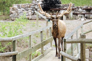 elk/wapiti (stag)