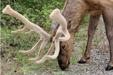 elk/wapiti (stag)