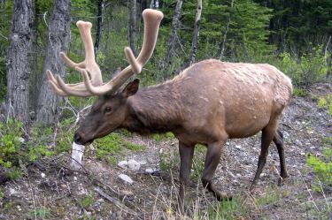 elk/wapiti (stag)