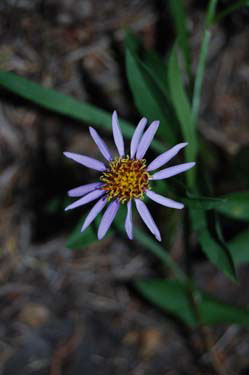 showy fleabane/tall purple fleabane