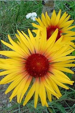 wild flower in the canadian rockies