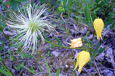 wild flower in the canadian rockies