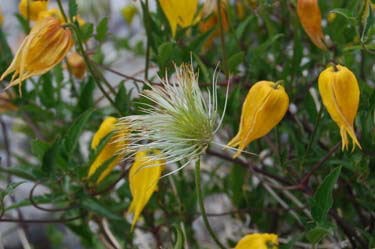 wild flower in the canadian rockies