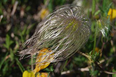 wild flower in the canadian rockies