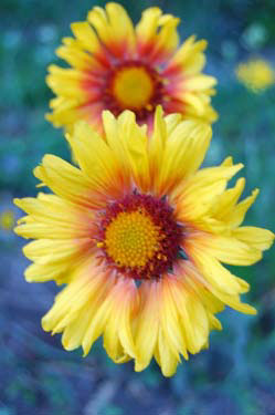 wildflower in the canadian rockies
