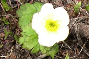 globeflower (buttercup family)